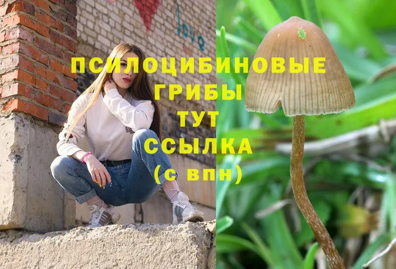 Псилоцибиновые грибы Cubensis  Электросталь 